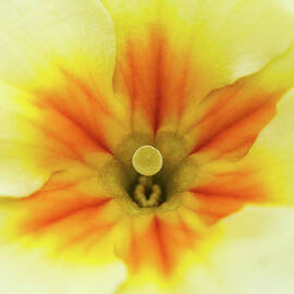 Heart of a Yellow Primrose by Maria Meester