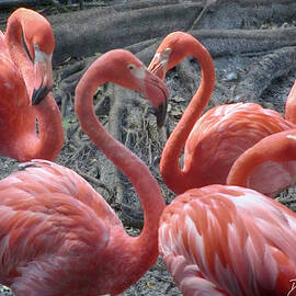 HEART SHAPE FLAMINGOS