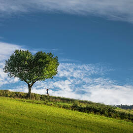 Heart shaped tree by Piotr Skrzypiec