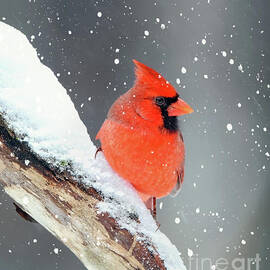 Heavenly Cardinal by Tina LeCour