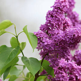 Heavenly Lilacs by Sandra Huston