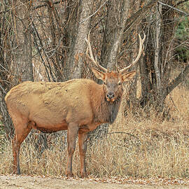 Hello, My Name Is Mr. Wapiti. I Hail From Colorado. I Wish You A Blithe And Blissful 2024.  by Bijan Pirnia