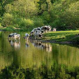 Herd of cows in River Dee outside Llangollen in Wales by Steven Heap