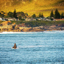 Hermanus Whale Watching by THP Creative