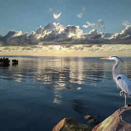 Heron at Sunrise by Spadecaller
