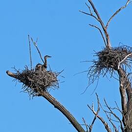 Heron Fledglings, UW  Arboretum, Madison, WIsconsin by Steven Ralser