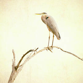 Heron on a Branch by Joan Carroll