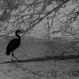 Heron Rainy Silhouette by Bill Posner