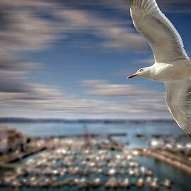 Herring Gull above Torquay by Edmund Nagele FRPS