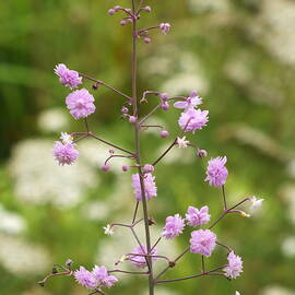 Hewitt's Double Chinese Meadow-Rue in Bloom by James Dower