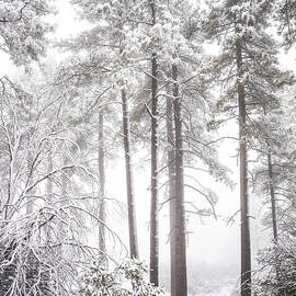 Hiberno #5 by Ryan Weddle