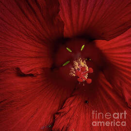 Hibiscus - A Macro View by Daniel Beard