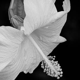 Hibiscus in Black and White by Lyuba Filatova