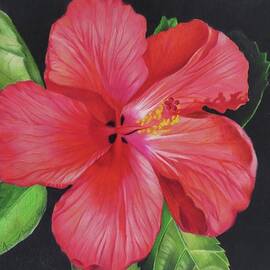 Hibiscus by Jenny Andreoli