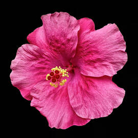 Hibisucus - Delicate Beauty by Sandi Kroll