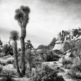 Hidden Valley in Black and White by Sandra Selle Rodriguez