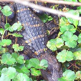 Hiding Alligator Vertical 