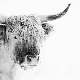 Highland cattle by Martin Vorel Minimalist Photography