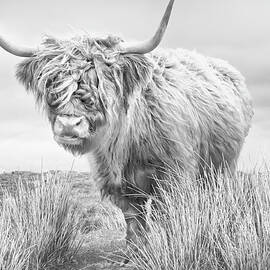 Highland Cow in Scotland by Dorit Fuhg
