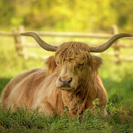 Highland Cow Portrait by Rod Best