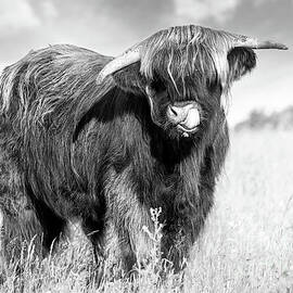 Highland cow tongue lick black and white by Simon Bratt Photography LRPS