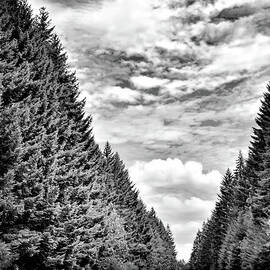 Highway Through The Trees 1 - Black And White by Jack Andreasen