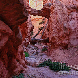 Hiking Trail Bryce Canyon  by Chuck Kuhn