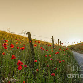 Poppy Sunset Path by Nando Lardi