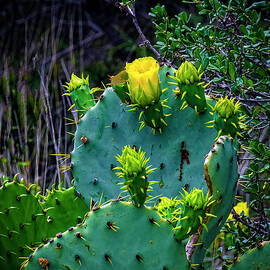 Hill Country Cactus_01 by Greg Reed