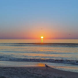 Hilton Head SC Morning Sunrise with Seagulls 2 by Steve Rich