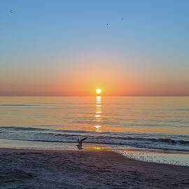 Hilton Head SC Morning Sunrise with Seagulls by Steve Rich