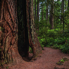 Hollow Giant Redwood, California by Abbie Matthews