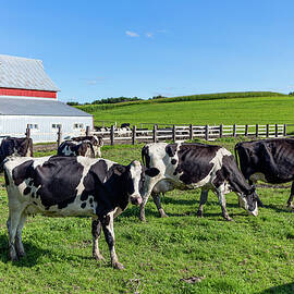 Holstein Dairy Cows at a Farm by Carol Highsmith