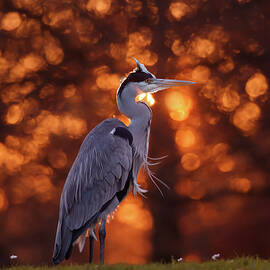 Holy Heron by Roeselien Raimond