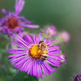 Honey Bee on Aster by Marilyn DeBlock