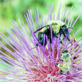 Honeybee and a bumble by Jeff Swan