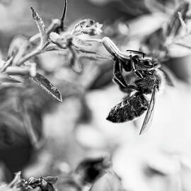 Honeybee At Dinner in Black and White by Kay Brewer