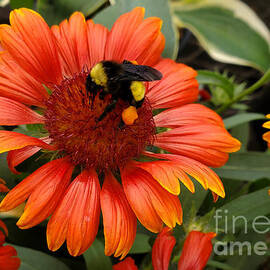 Honeybee on Cone flower by Ann Pride