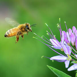 Honeybee with Flowering Cleome