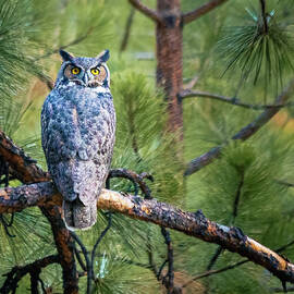 Hoo are You Looking At by Mike Lee
