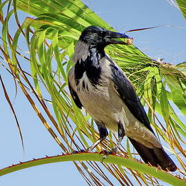 Hooded Crow Perching on a Palm Tree by Lyuba Filatova