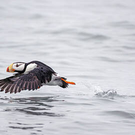 Horned Puffin Takes Off For Flight Alaska
