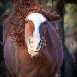 Horse Hair Don't Care by Bonny Puckett