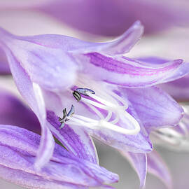 Hosta Flower Blue Anthers by Patti Deters