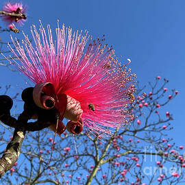 Hot Pink Shaving Brush Blossoms  by Clay Cofer