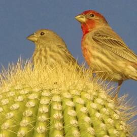 House Finches by Pat Goltz