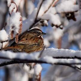 House Sparrow in Winter by Dana Hardy