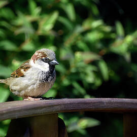 House sparrow Isle of Wight England by Loren Dowding