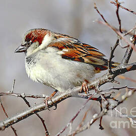 House Sparrow on a Winter's Day by Regina Geoghan