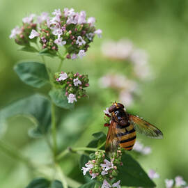 Hoverfly dreaming by Jouko Lehto